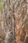 Little bluestem